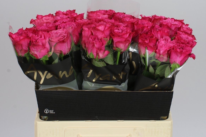 <h4>Rosa Gr Country Blues</h4>