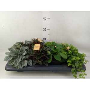Peperomia   ...mix
