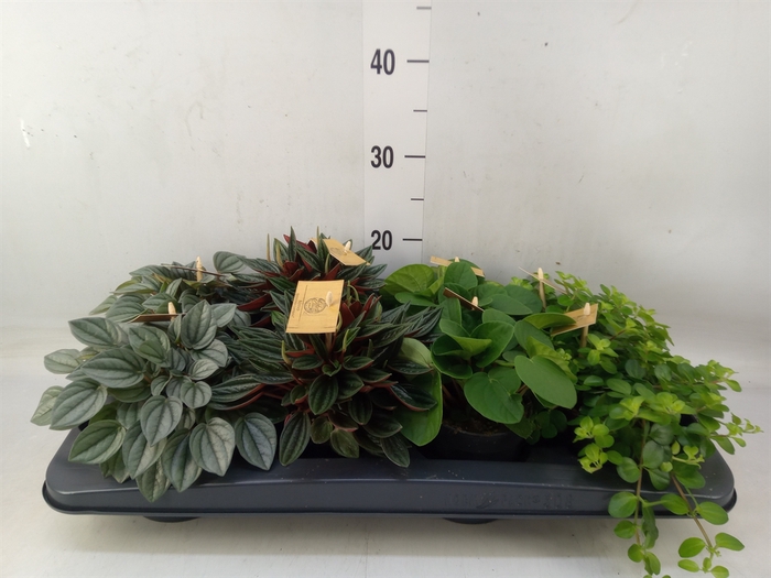 <h4>Peperomia   ...mix</h4>