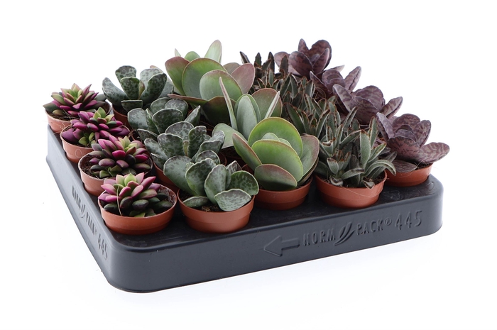 <h4>Succulents   ...</h4>