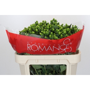 HYP JUNGLE ROMANCE