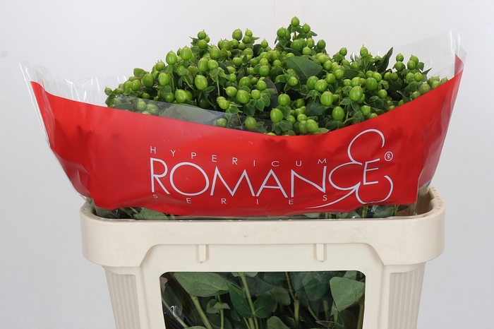 <h4>HYP JUNGLE ROMANCE</h4>