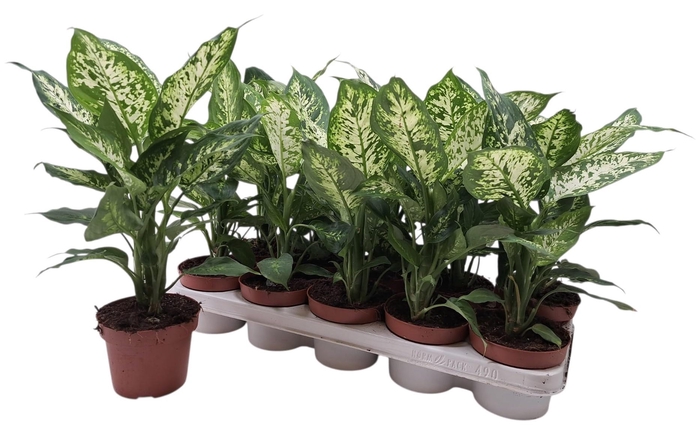 <h4>DIEFF CAMILLA</h4>