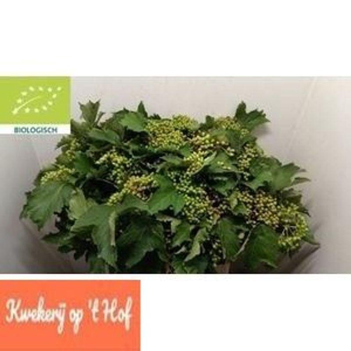 <h4>VIBUR OP COMPACTUM BIOLOGISCH#</h4>
