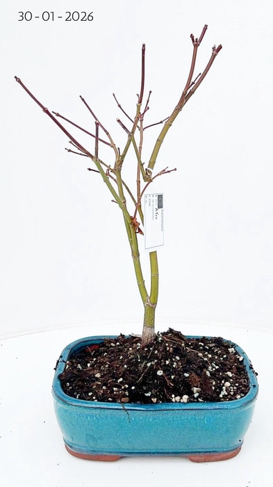 <h4>Acer palmatum atropurpureum, pot 21cm.</h4>
