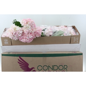 Hydr Light Pink NATURAL Premium Box