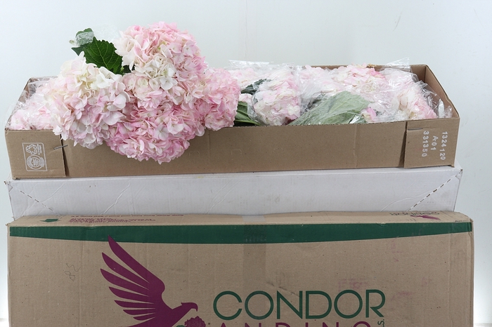 <h4>Hydr Light Pink NATURAL Premium Box</h4>