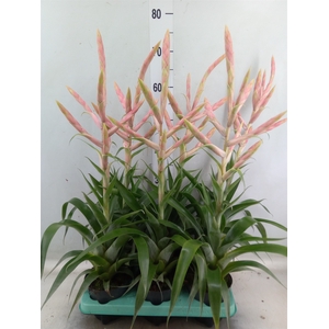Tillandsia  'Dolce'