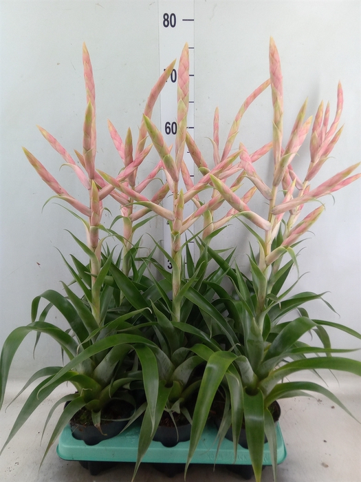 <h4>Tillandsia  'Dolce'</h4>