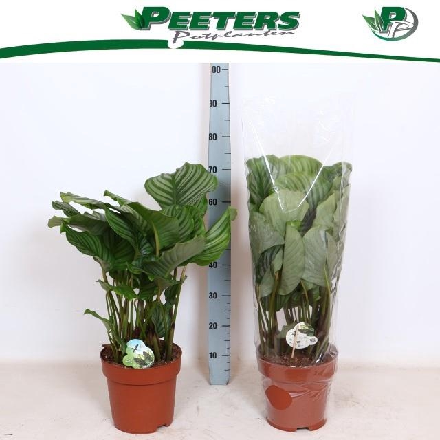 <h4>CALAT ORBIFOLIA</h4>