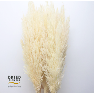 Dried Bleached Cortaderia Silver Star