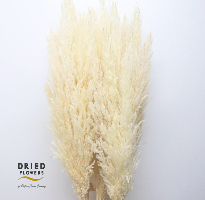 <h4>Dried Bleached Cortaderia Silver Star</h4>