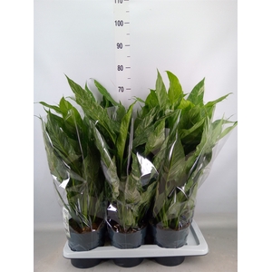 Spathiphyllum  'Diamond'