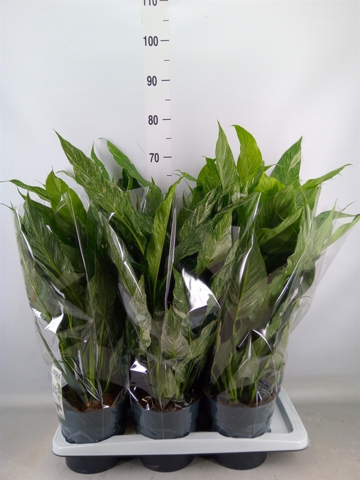 <h4>Spathiphyllum  'Diamond'</h4>