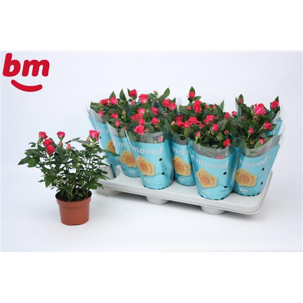 <h4>Rosa Purple Jewel Beau Monde (10,5 cm)</h4>