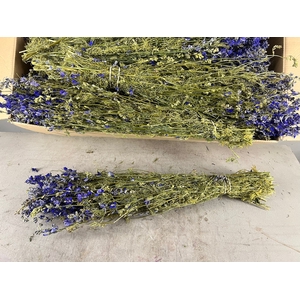 DF Delphinium Blue Bs