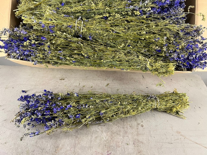 <h4>DF Delphinium Blue Bs</h4>