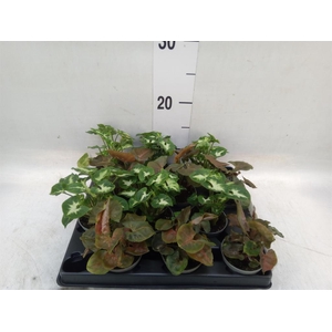 Syngonium   ...