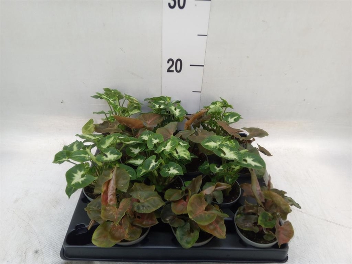 <h4>Syngonium   ...</h4>