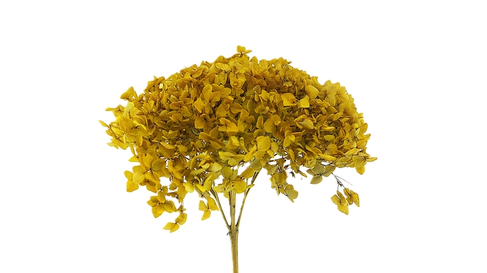 <h4>Dried Bleached Hydrangea Dark Yellow</h4>