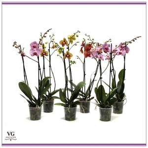 Phal Mix 2T18+ Vertakt