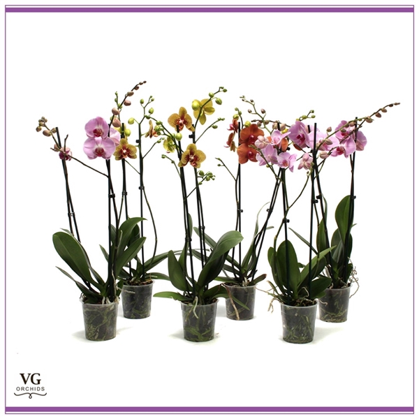 <h4>Phal Mix 2T18+ Vertakt</h4>