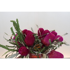 Banksia Speciosa Pink