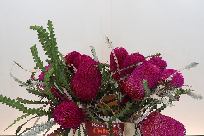<h4>Banksia Speciosa Pink</h4>