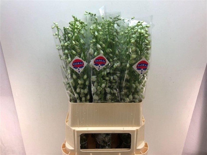 <h4>DELPH DU GUARD LAVEN</h4>