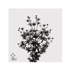 Eryngium orion