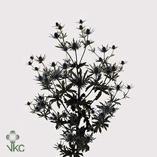 <h4>Eryngium orion</h4>