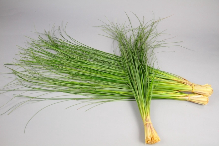 <h4>Beargrass x40</h4>