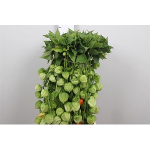 Physalis Lampion Tak