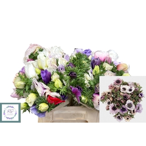 ANEM CO GALIL PASTEL