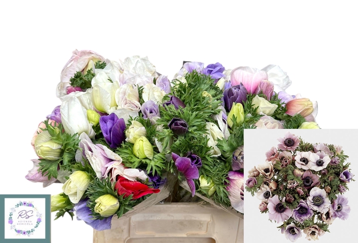 <h4>ANEM CO GALIL PASTEL</h4>