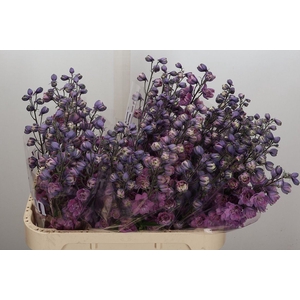 Delphinium DU 'Dewi Melody'
