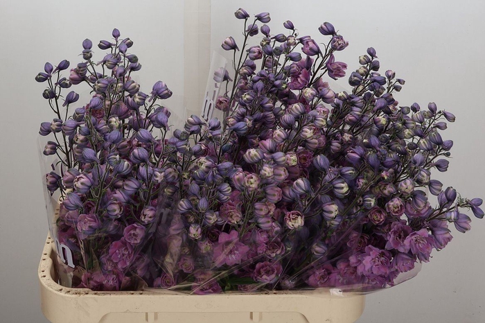 <h4>Delphinium DU 'Dewi Melody'</h4>