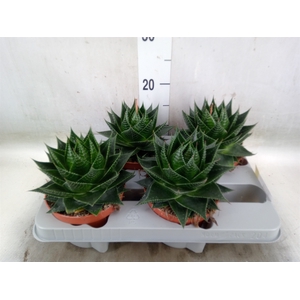 Aloe aristata 'Cosmo'