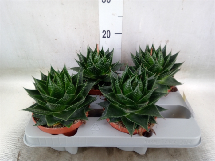<h4>Aloe aristata 'Cosmo'</h4>
