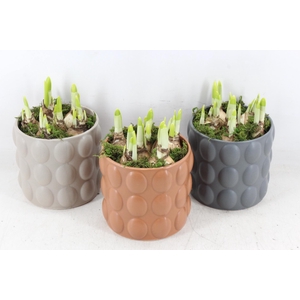 arr4 Narcis RN - Ker. Popping perfection