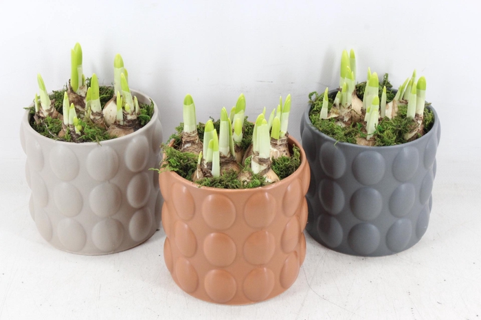 <h4>arr4 Narcis RN - Ker. Popping perfection</h4>