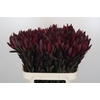 Leucadendron Saf Sunset Dark R.