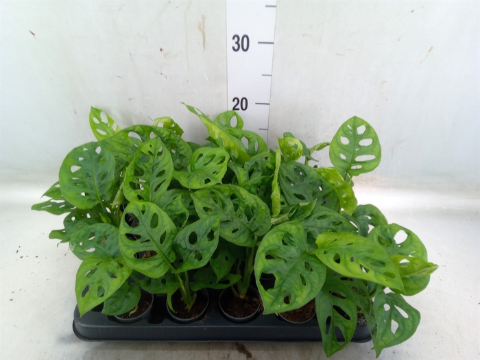<h4>Monstera obliqua 'Monkey Mask'</h4>