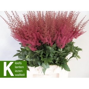 ASTIL AR PAUL GAARDE