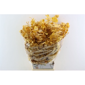 Pres Euca Stuartiana Yellow Bunch