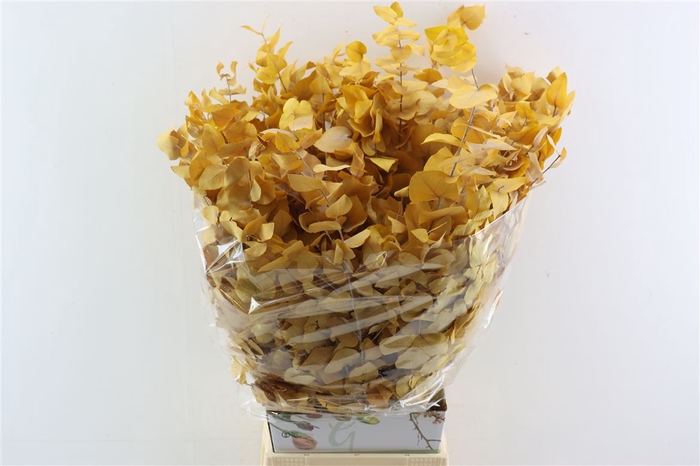 <h4>Pres Euca Stuartiana Yellow Bunch</h4>
