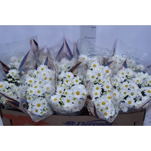 CRISANTEMO BOLA BELGA P11 BRANCO
