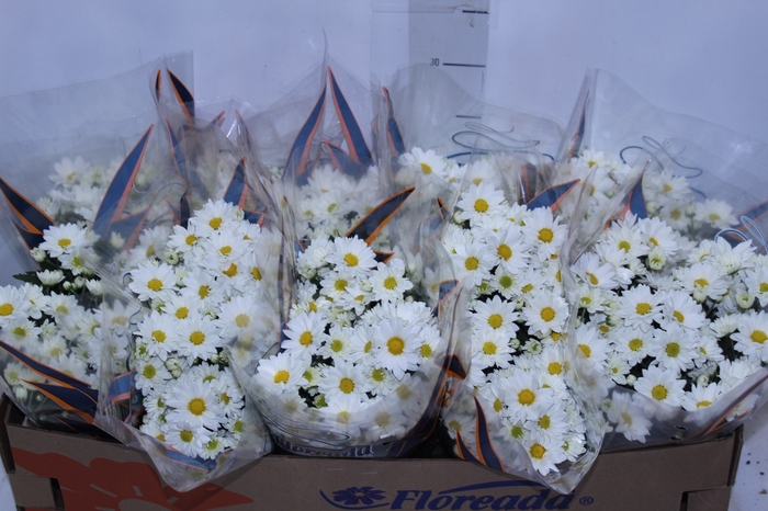 CRISANTEMO BOLA BELGA P11 BRANCO