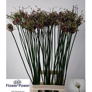 ALLIUM ART