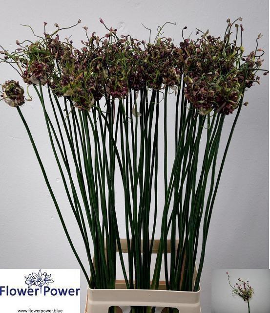 <h4>ALLIUM ART</h4>